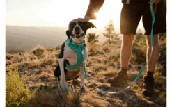 Ruffwear Front Range Hundeleine Hibiscus Pink 9 Ruffwear Front Range Hundeleine Hibiscus Pink -Outwell Verkaufsgeschäft 677826 4626570